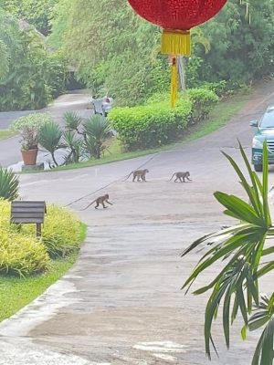 destinasi kepulauan riau (19)