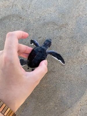 destinasi kepulauan riau (21)